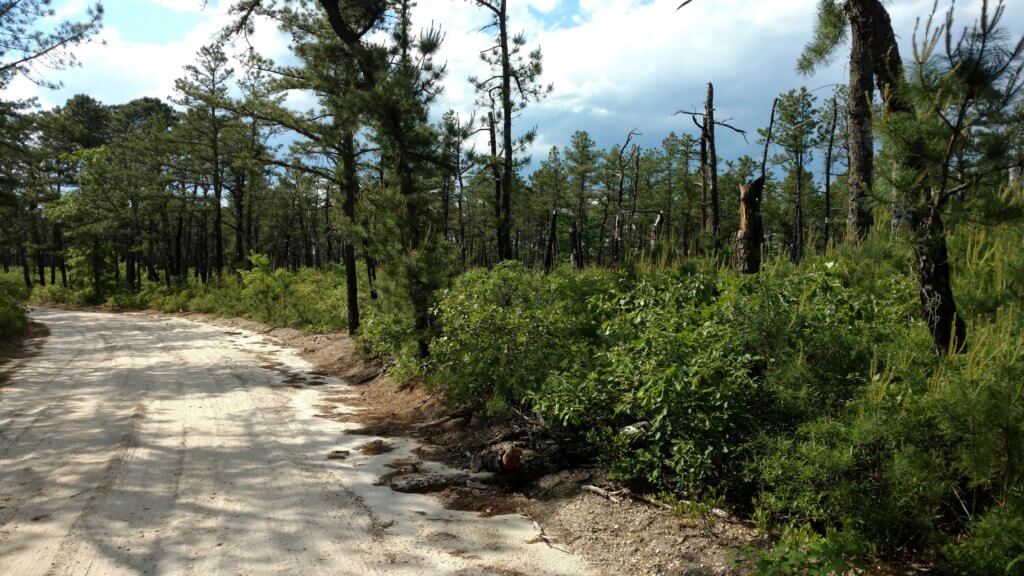 new jersey bike tour wharton state forest